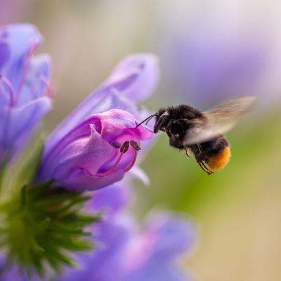SGV-«Sessionsanlass Kommunalpolitik» im Zeichen der Biodiversität